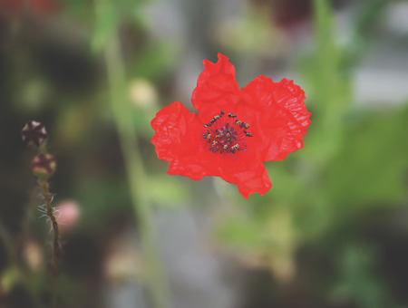 Poppy flower in a summer garden in sunlight close upの写真素材