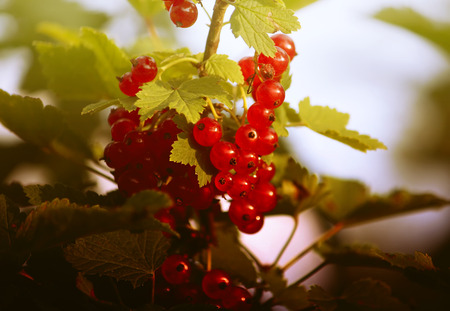 Red ripe currants in the summer gardenの写真素材
