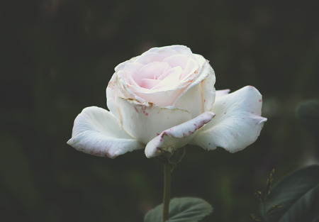 A large blooming white rose flower on nature backgroundの写真素材