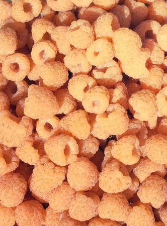 Fresh ripe yellow raspberry summer harvest close up