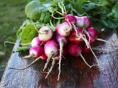 Fresh ripe bright radish on a wooden table