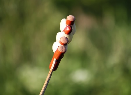 Sausages grilling on a wooden stick for a picnic outdoors over the brazier