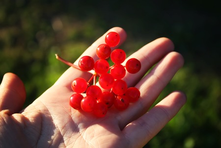 Viburnum tree with ripe red berries on the branchesの写真素材