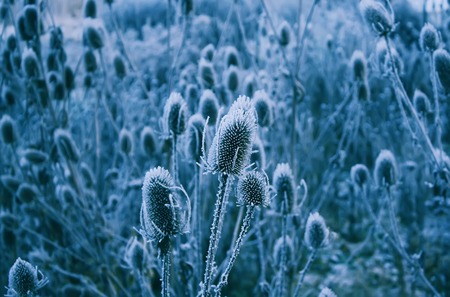 Teasel Dipsacus Fullonum dry plants. Vintage toned image.の写真素材
