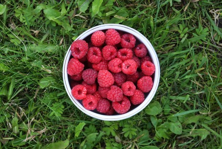 Fresh ripe raspberry summer harvest close up