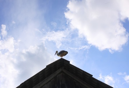 White stork on the roof of a houseの写真素材