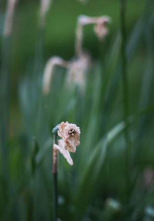 Yellow narcissus flower in the spring gardenの写真素材