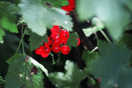 Red currants in the garden growing on a bush