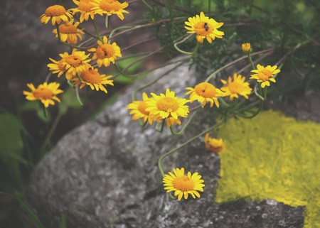 Close up of a yellow daisy flower in the summer gardenの写真素材
