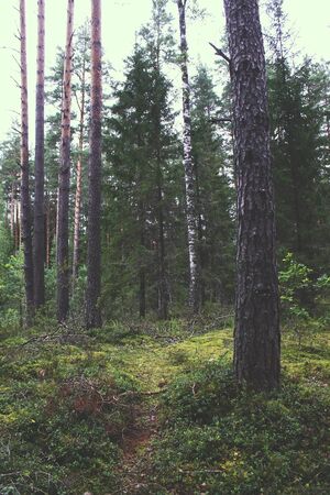 Beautiful spring landscape in Latvia, East Europe