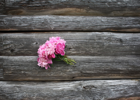 Blooming beautiful peony flower in the summer garden close upの写真素材