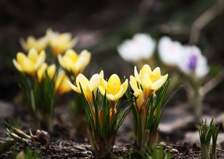 Bright spring crocus flowers blooming in the gardenの写真素材