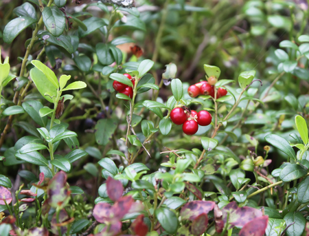 Ripe red cranberries growing in the forest at summerの写真素材