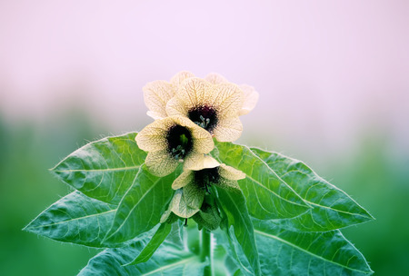 Black Henbane Hyoscyamus niger flowers. Vintage toned image.の写真素材