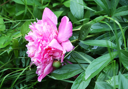 Blooming beautiful peony flower in the summer garden close upの写真素材