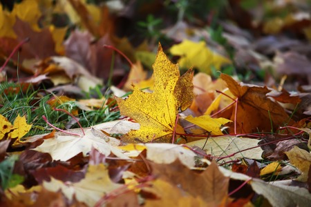 Colorful fall autumn maple leaves on the ground in the forestの写真素材