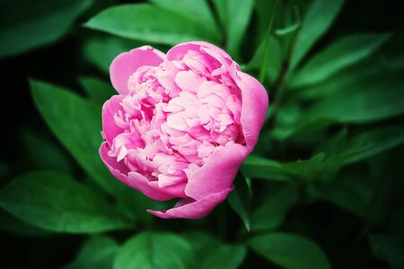 Blooming beautiful peony flower in the summer garden close upの写真素材