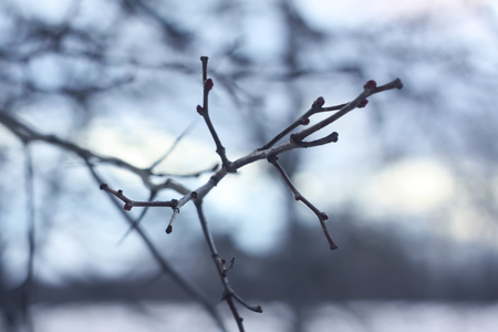 Bare tree branches at autumn eveningの写真素材