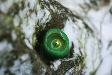 Green candle on the snow near the fir-tree outdoorsの写真素材