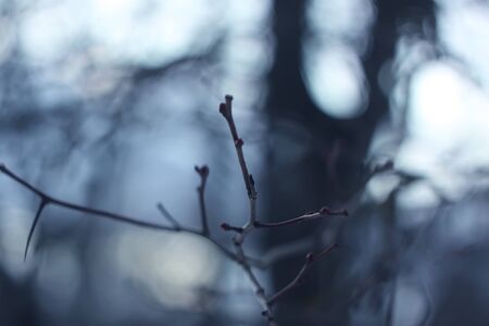 Bare tree branches at autumn eveningの写真素材