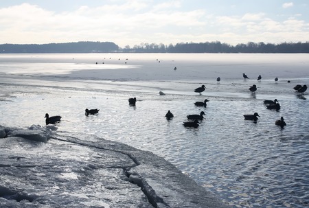 Wild ducks swimming on the river Daugava at winter in Riga, Latvia, East Europe.の写真素材