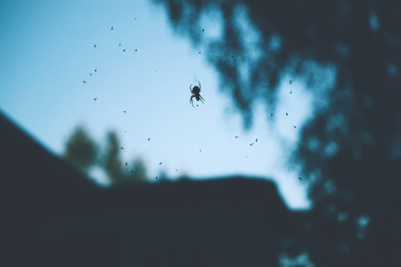 Spider web, trees and house roof in a morning fog in the countryside.の写真素材
