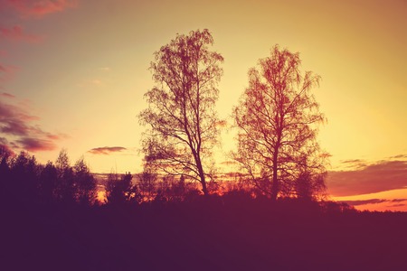 Beautiful bright summer sunset in the countryside.