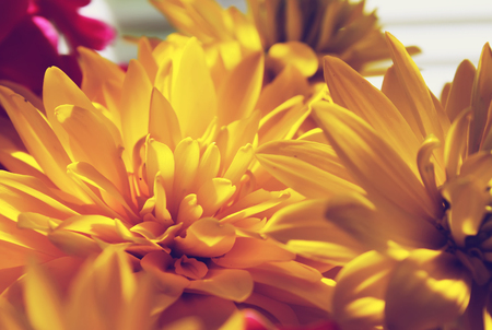 Rudbeckia yellow lowers in sunlightの写真素材