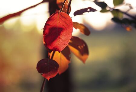 Red leaves on a tree branch in the evening sunlight.の写真素材