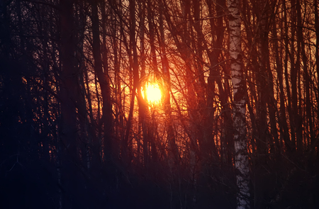 Beautiful bright summer sunset in the countryside.の写真素材
