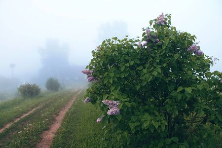 Summer landscape in countryside with field and trees in a morning fogの写真素材