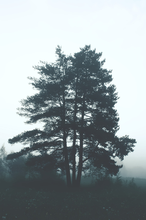 Pine tree in a morning fog in the countryside.の写真素材
