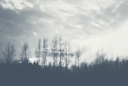 Trees in a morning fog in the countryside.の写真素材