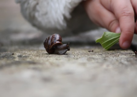 A child touching a snail crowling on the wooden surfaceの写真素材