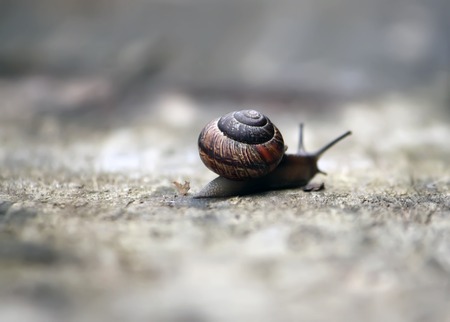Snail crawling on a wooden surface in the sunlightの写真素材