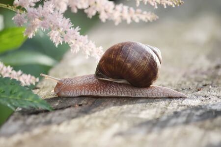 Snail crawling on a wooden surface in the sunlightの写真素材