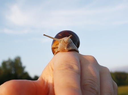A snail crowling on the handの写真素材