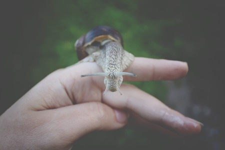 A snail crowling on the handの写真素材