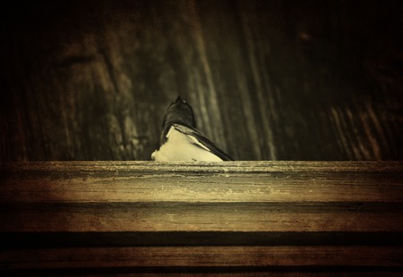 Swallow birdの写真素材