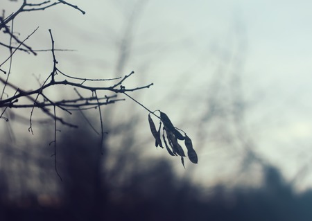 Bare tree branches at spring.の写真素材