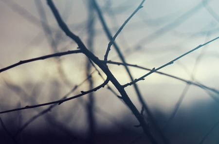 Bare tree branches at spring.の写真素材