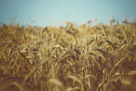 Wheat field with at summer in Latvia, East Europe.の写真素材