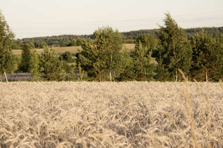 Wheat field with at summer in Latvia, East Europe.