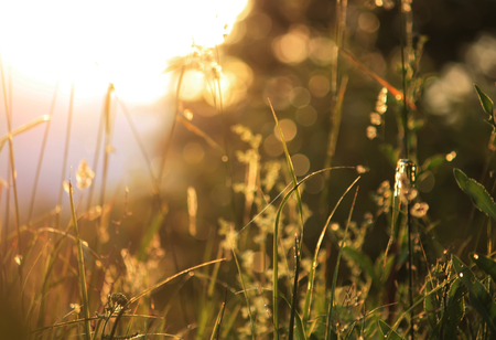 Wet green grass at morning in the rural fieldの写真素材