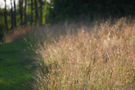 Footpath in the field. Summer grass at evening in the rural field