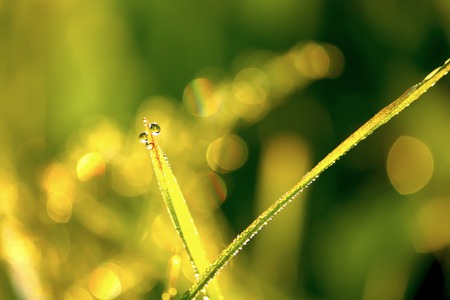 Wet green grass at morning in the rural fieldの写真素材