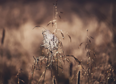 Wet green grass with spider web at morning in the rural fieldの写真素材