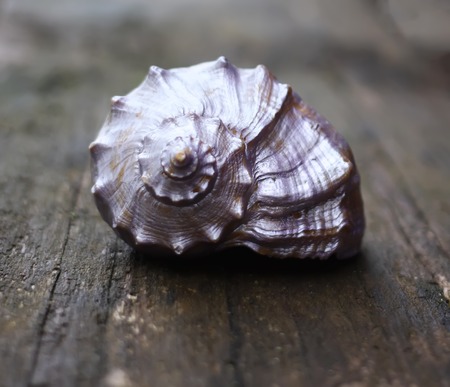 Decorative sea shell on wooden tableの写真素材