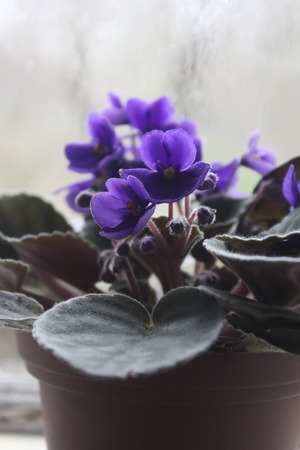 Violets or viola flowers in the flower pot in windowsillの写真素材