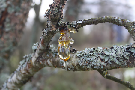 Pitch on the bark of plum tree branch in autumn gardenの写真素材